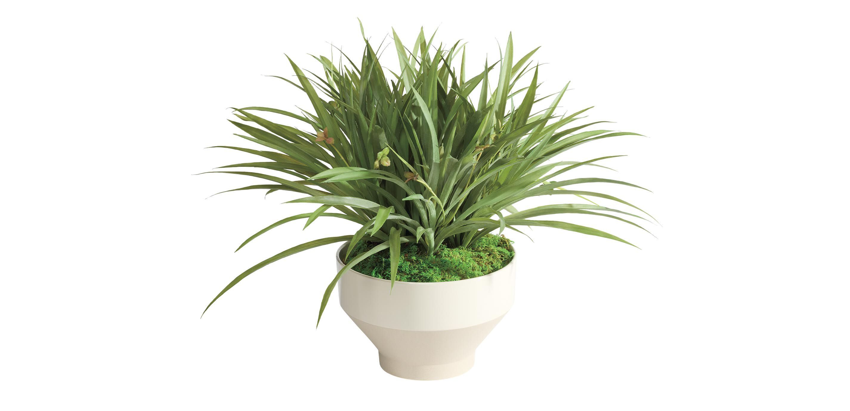 Grass in Tapered White Pot_2