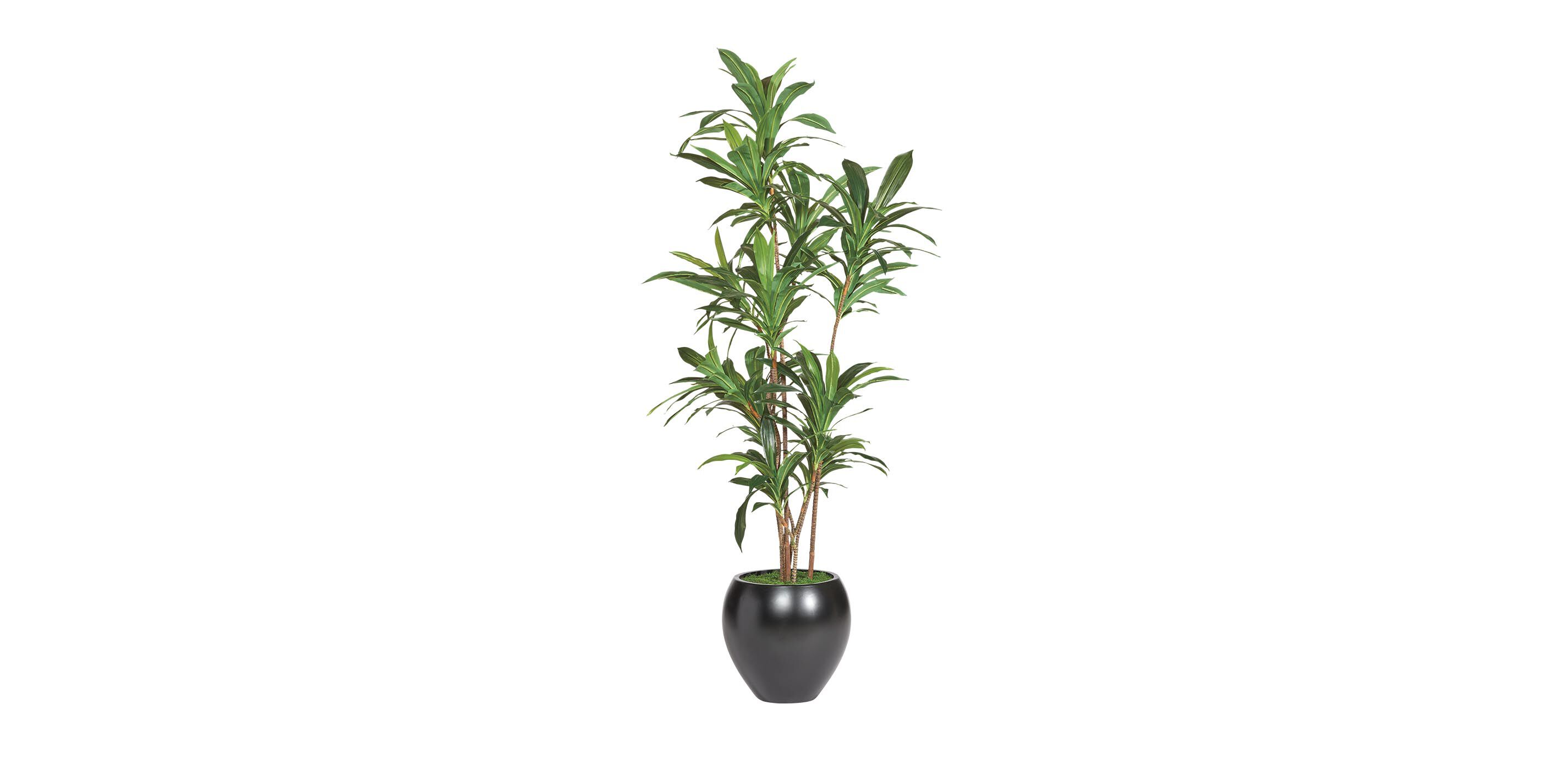 Dracaena Tree