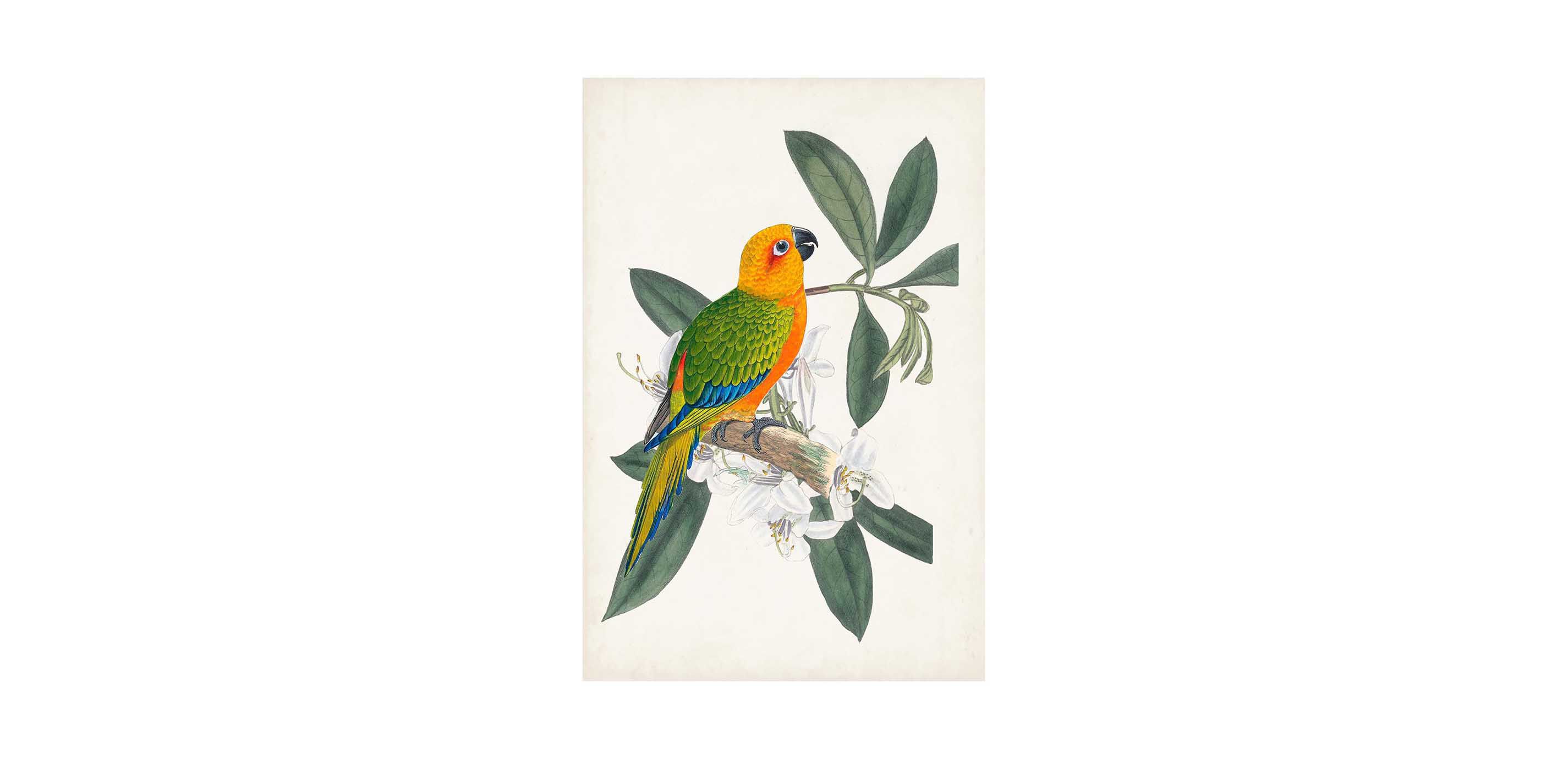 Tropical Bird & Flower I