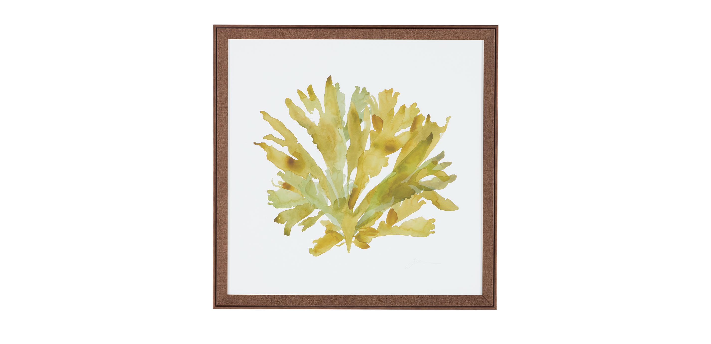 Soft Seaweed
