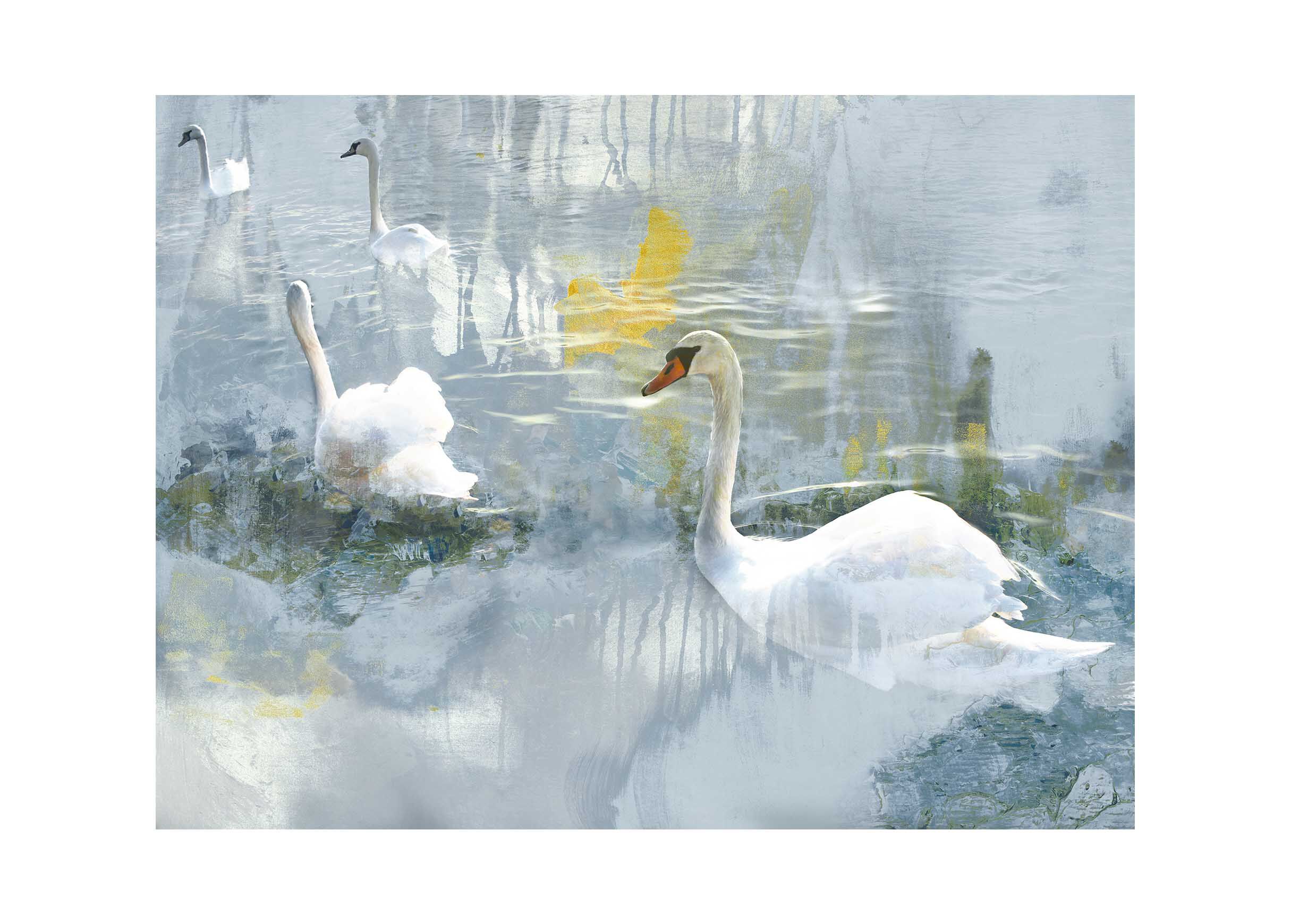 Painted Swans