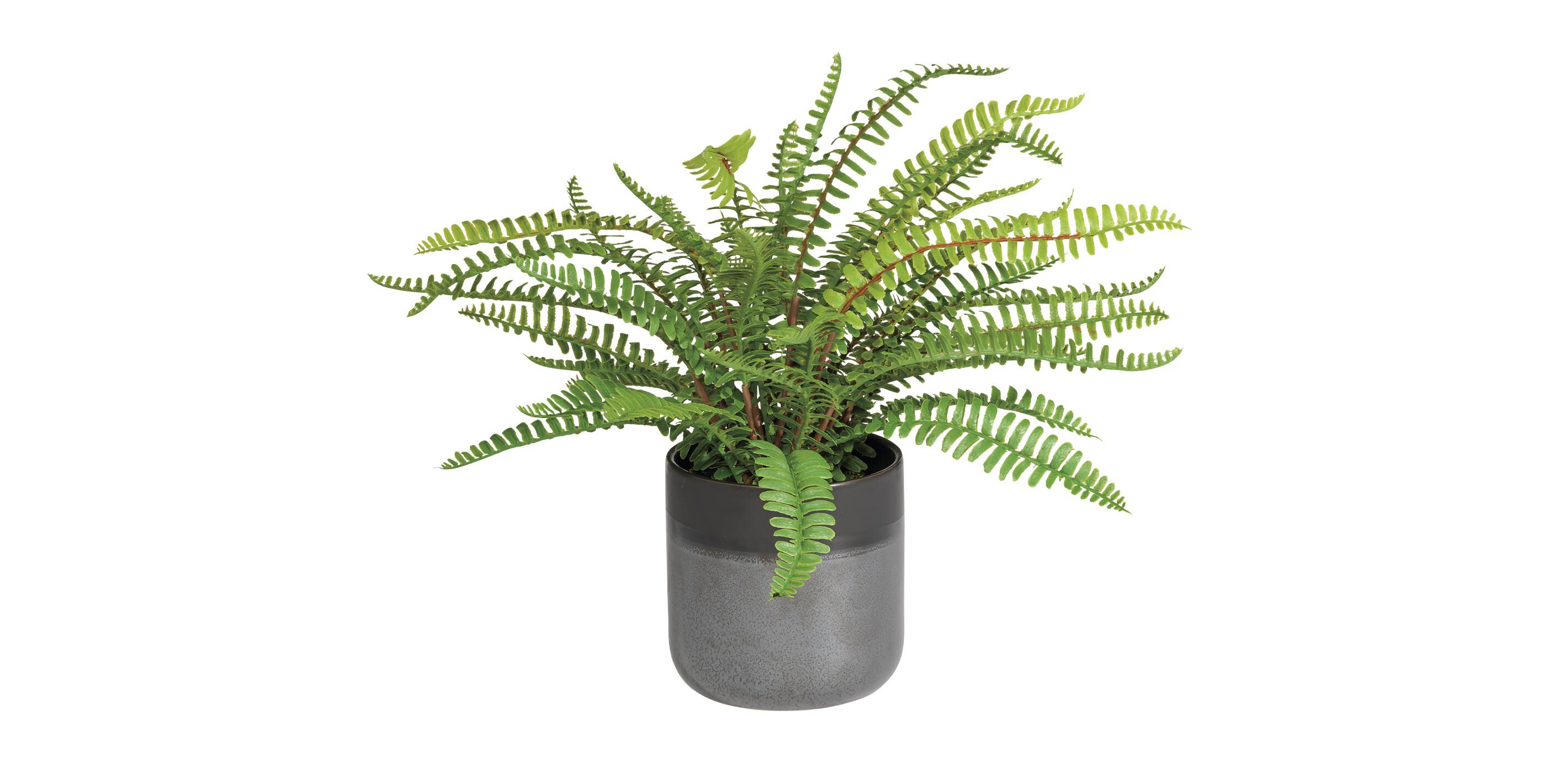 Boston Fern in Black Vase
