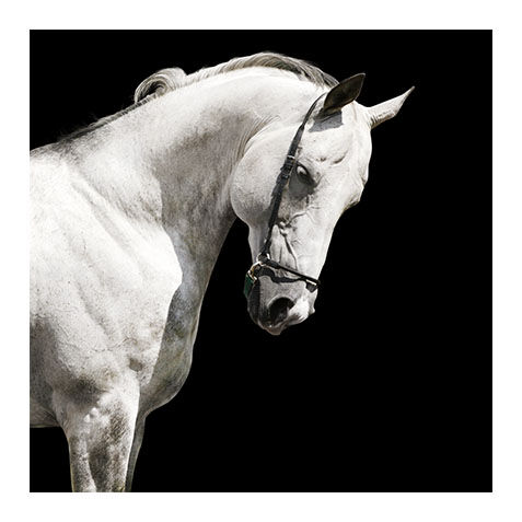 White Stallion image 1130101