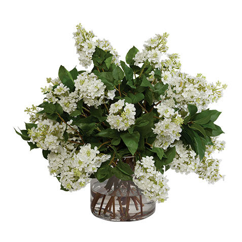 White Lilac Watergarden image 446639