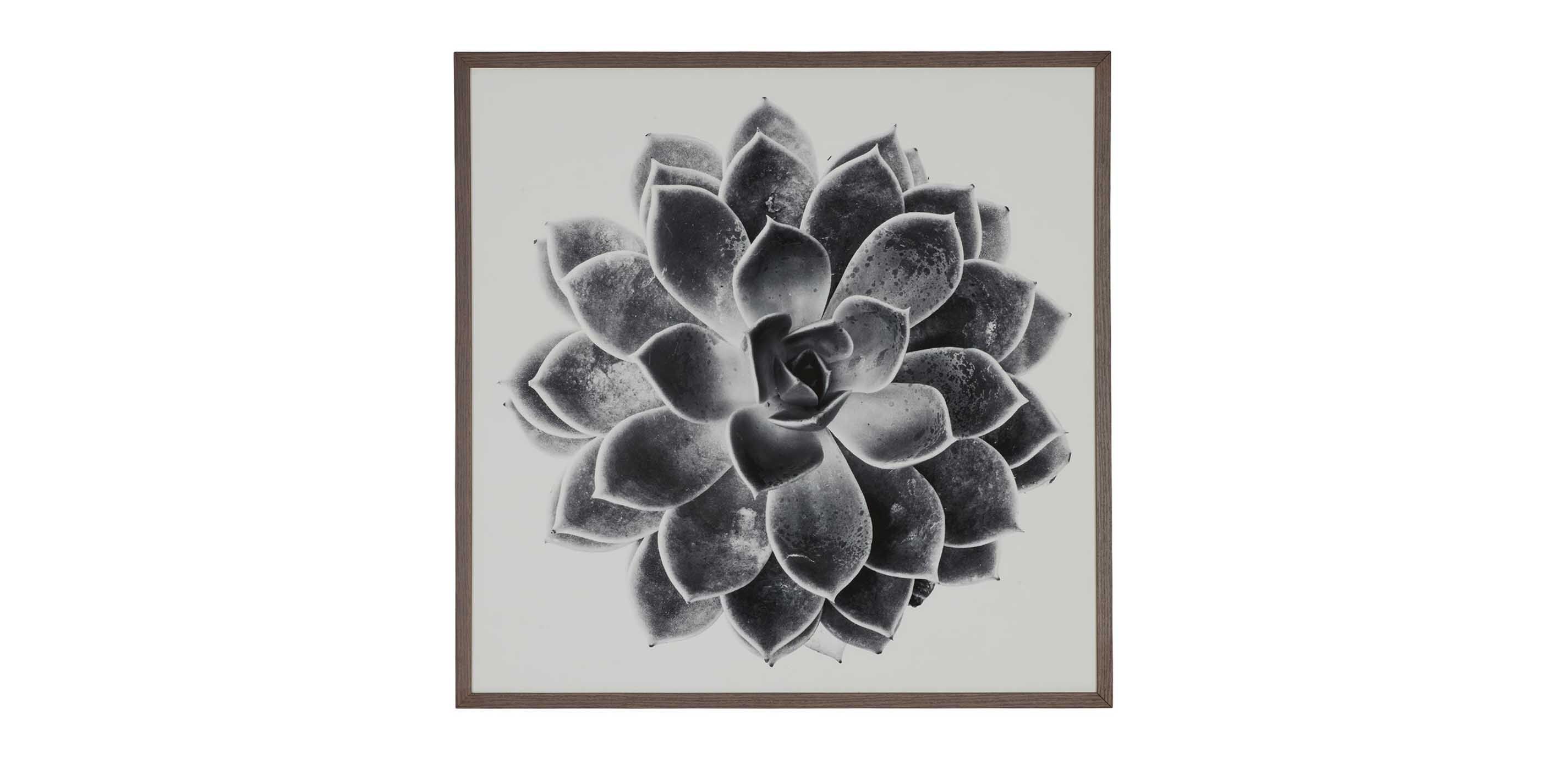 Succulent Study I