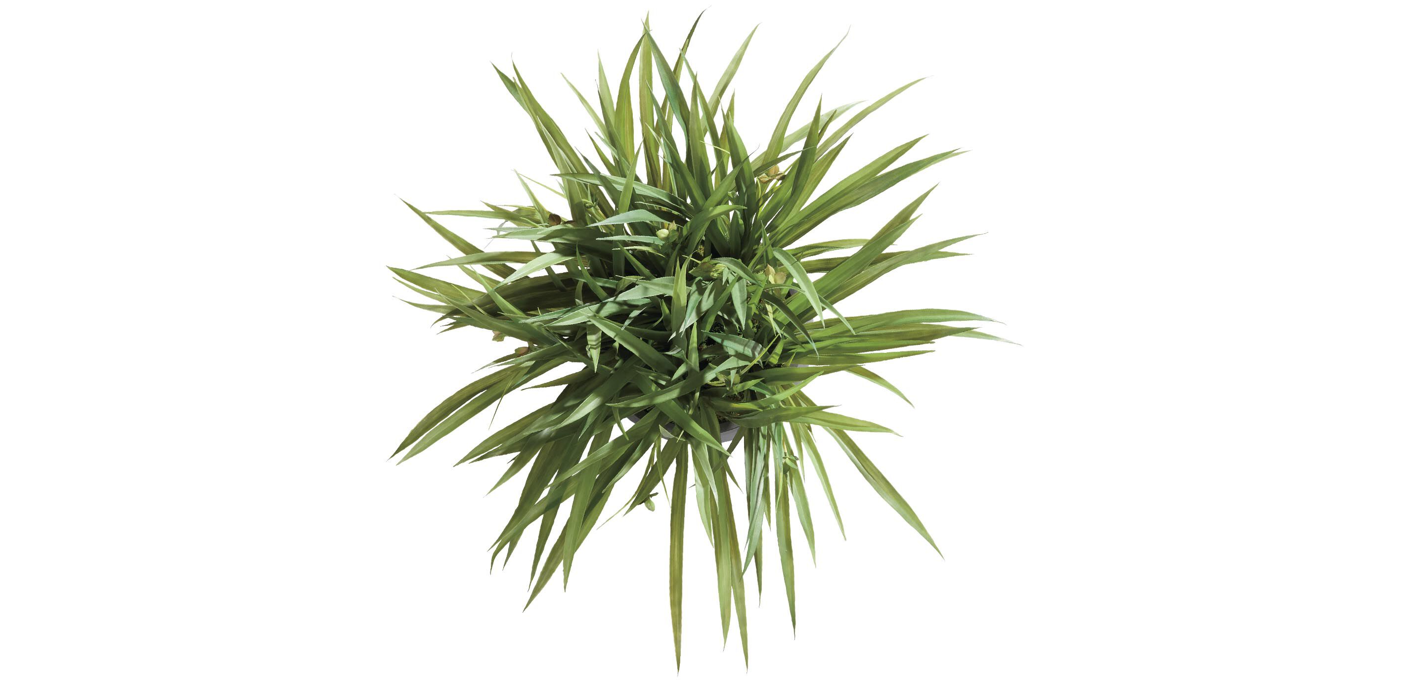 Grass Arrangement in Black Pot_2