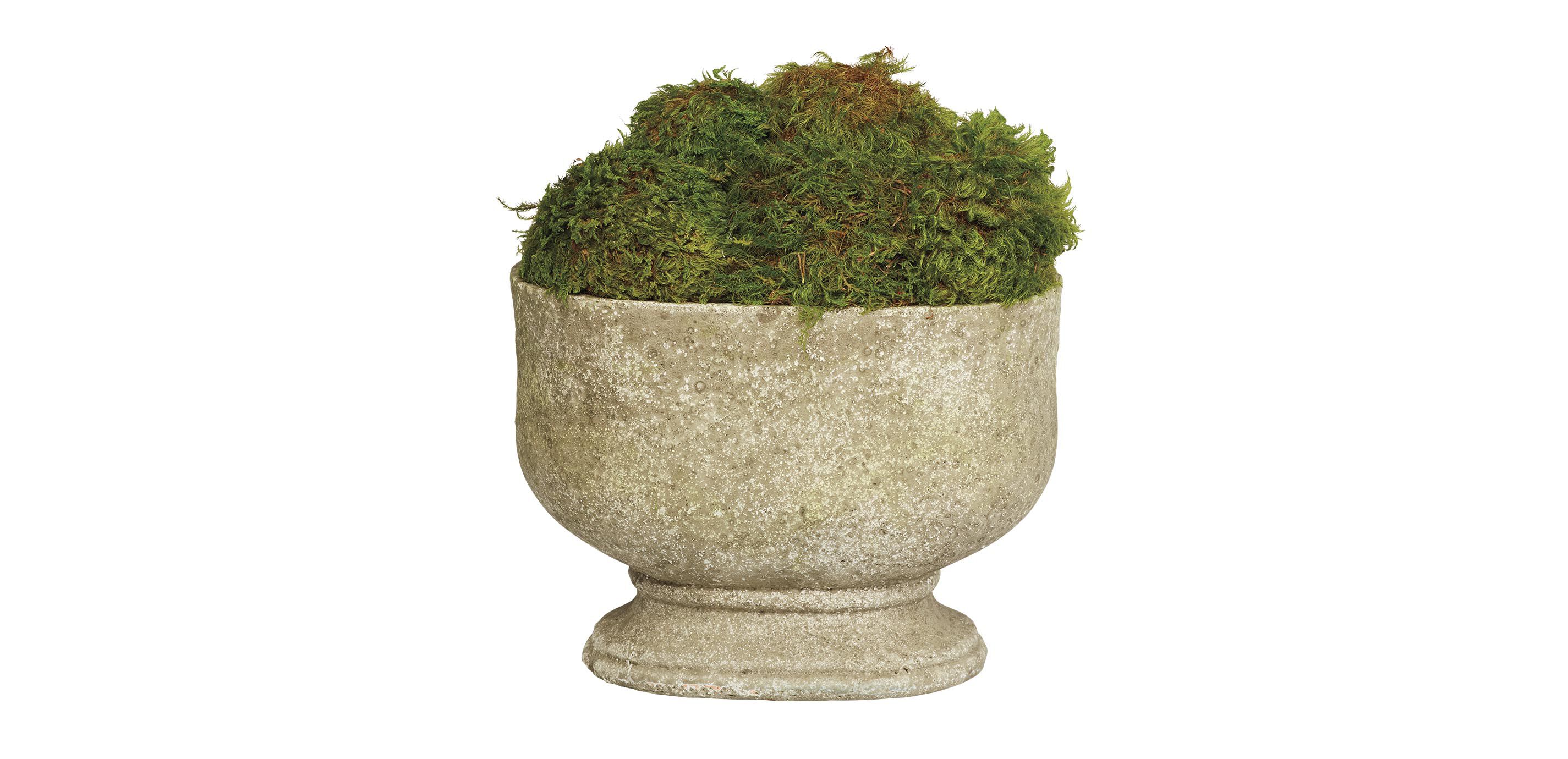 Moss in Oval Stone Planter