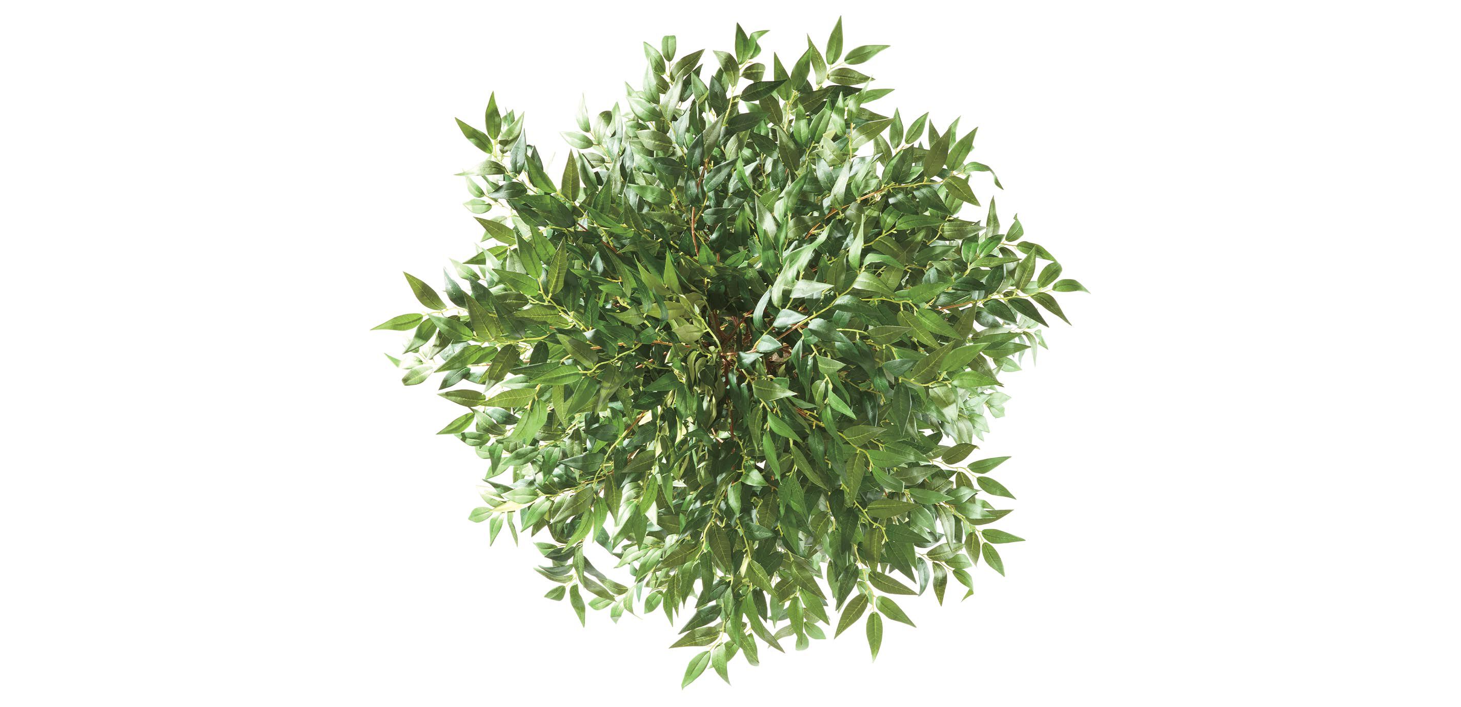 Smilax Tree in Terracotta Pot_2