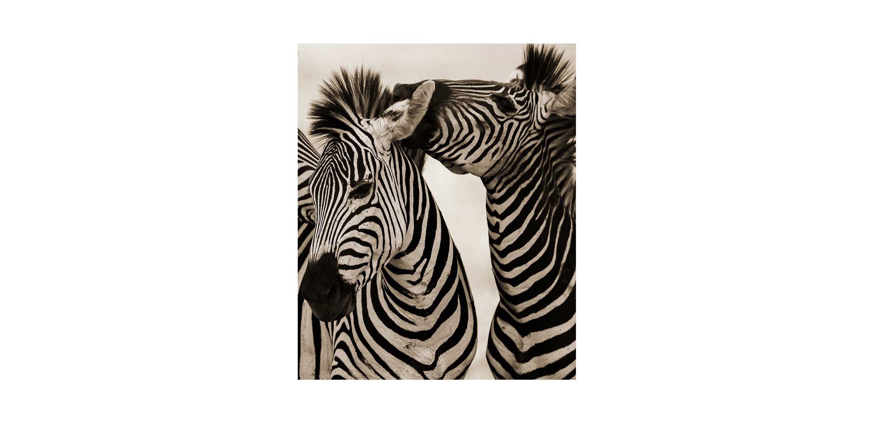 Zebras