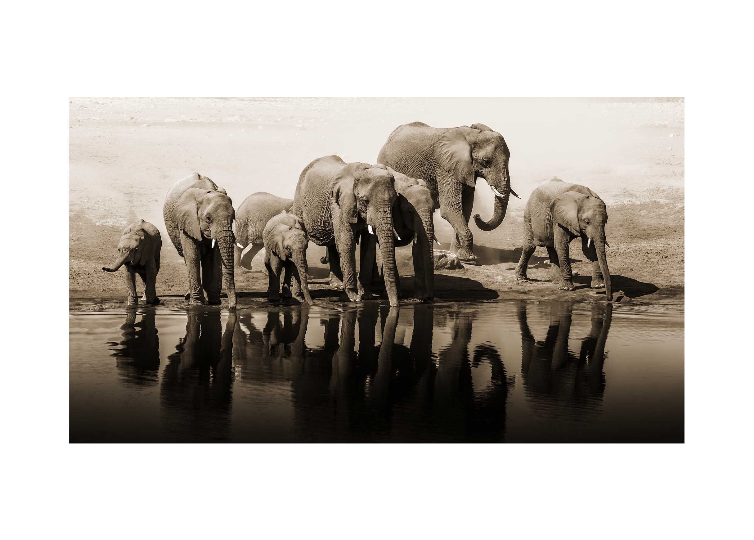 Elephants