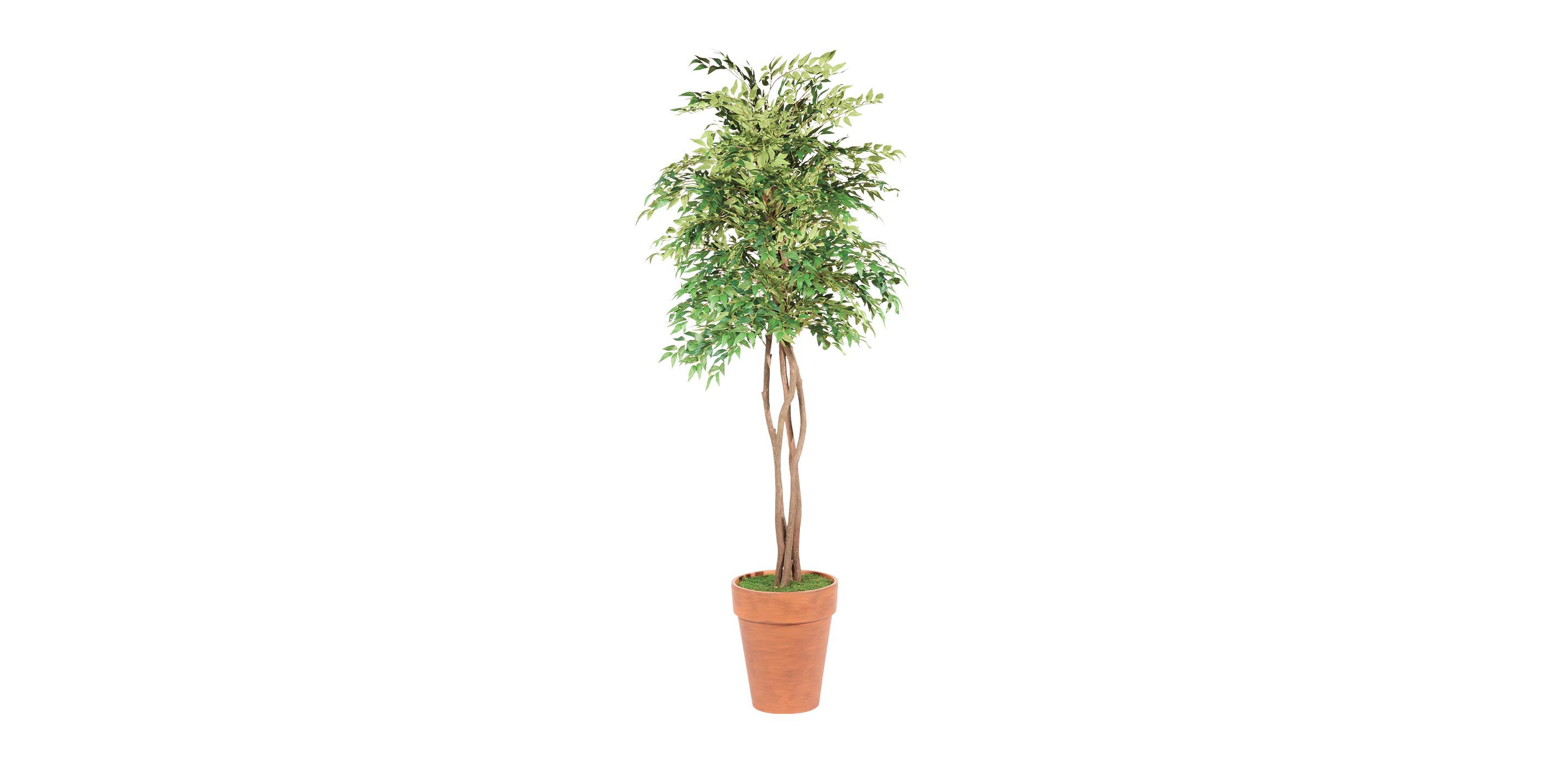 Smilax Tree in Terracotta Pot_1
