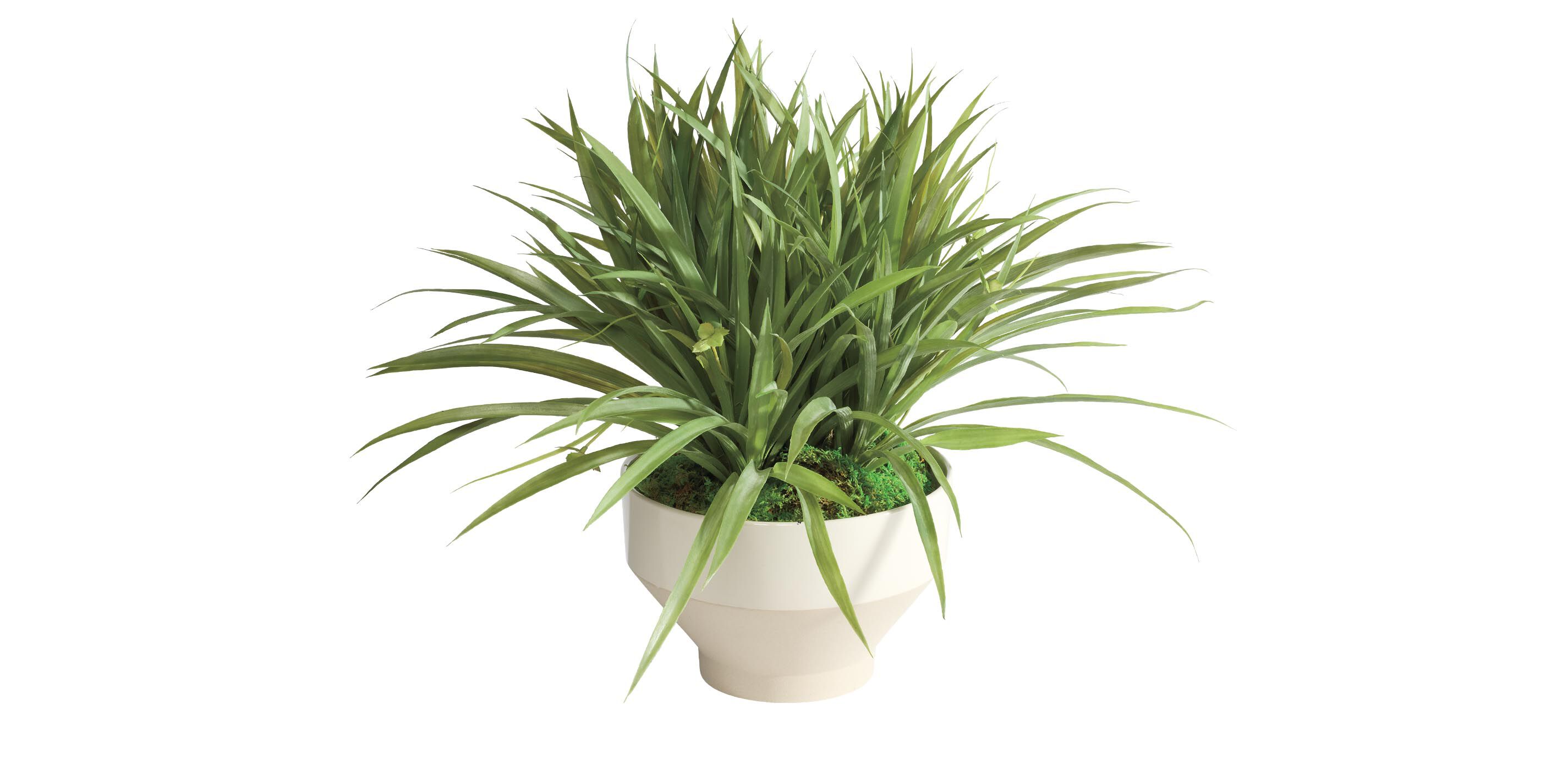 Grass in Tapered White Pot