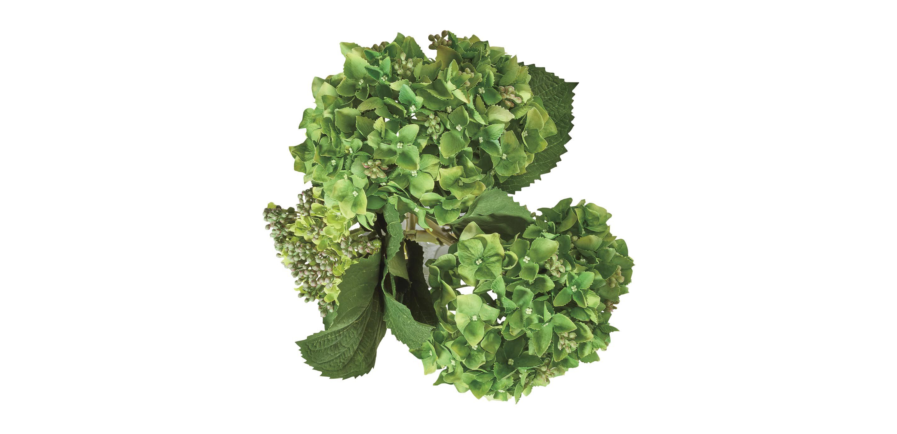 Hydrangea and Buds in Small Glass Vase_2