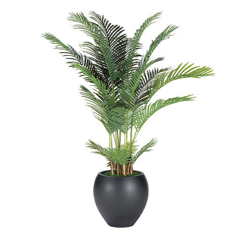 Areca Palm Tree image 443572