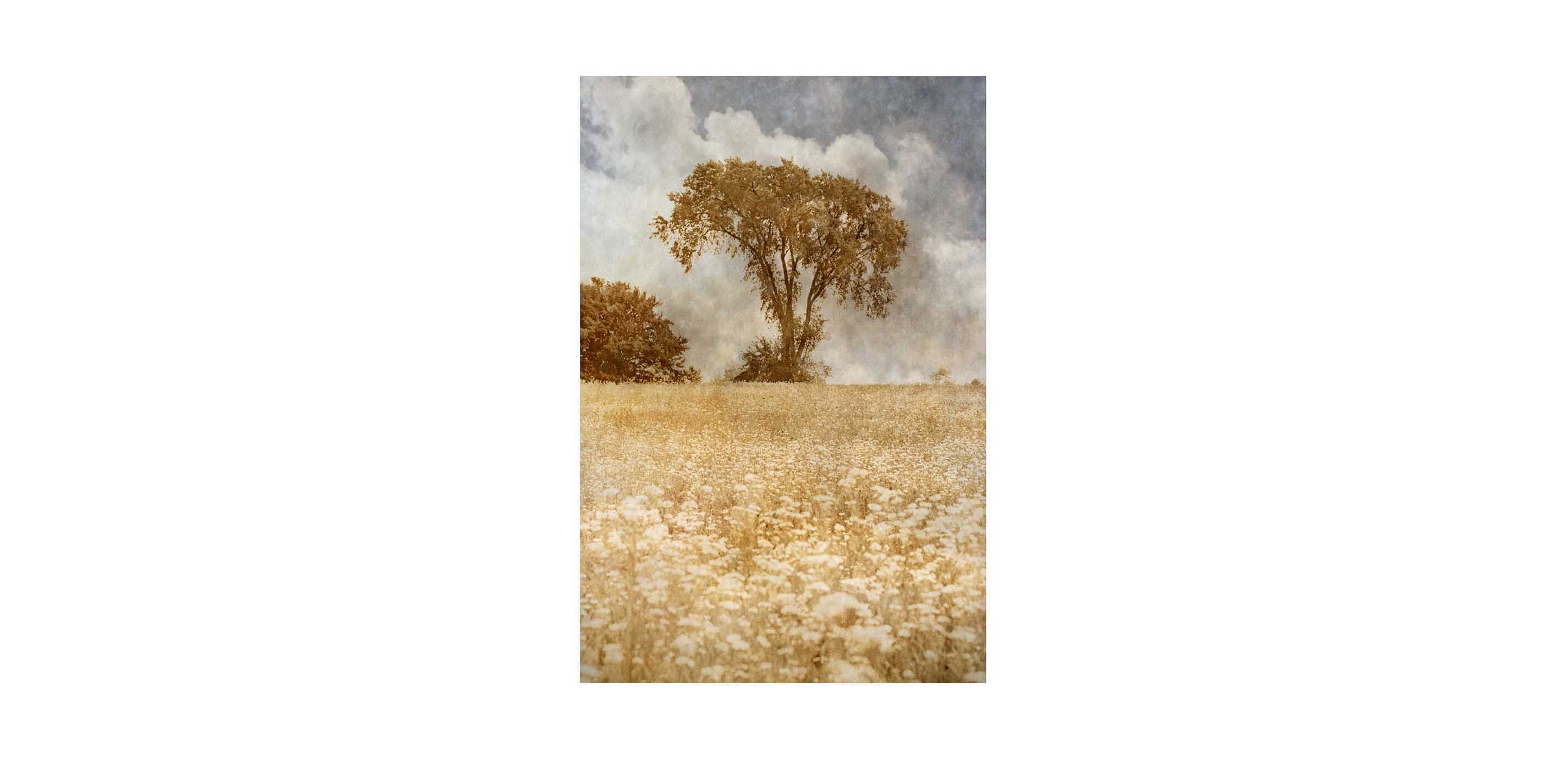 Meadow