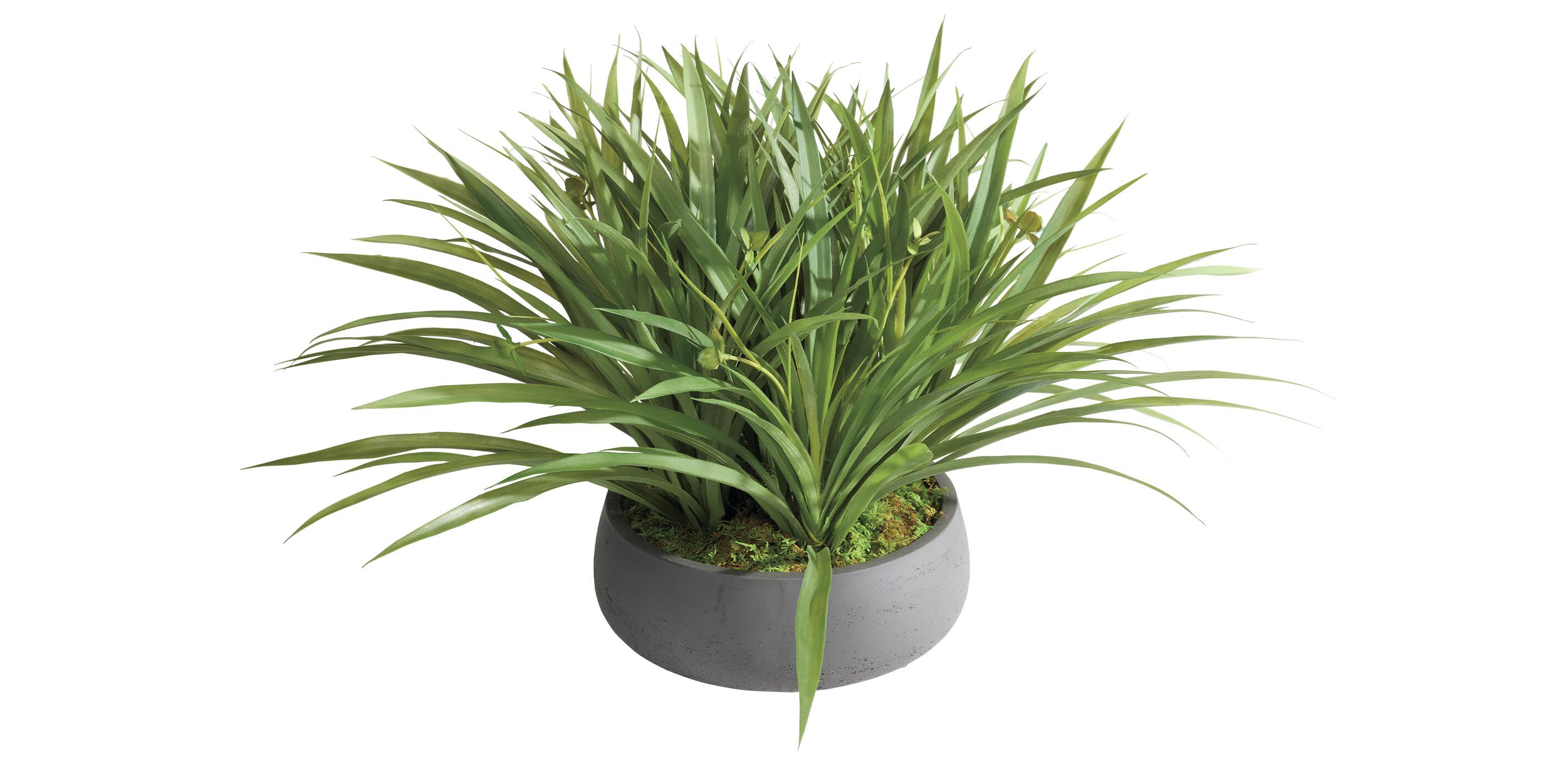 Grass Arrangement in Black Pot