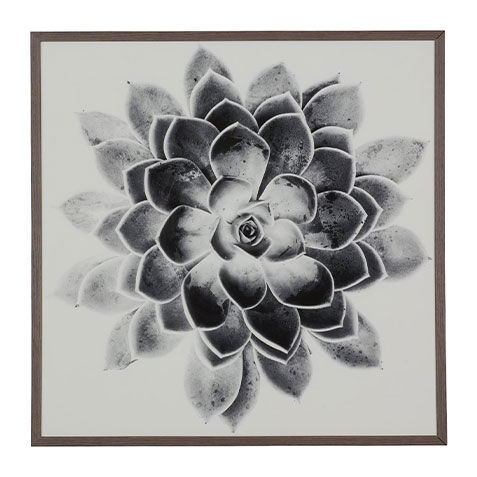 Succulent Study II image 073124B