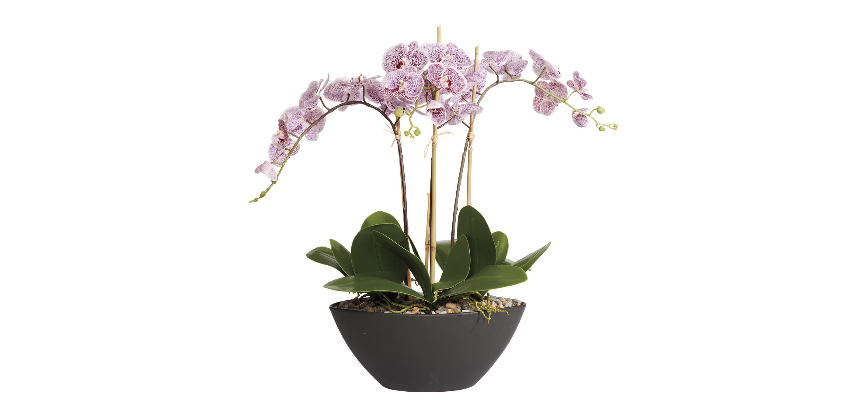 Plum Orchids in Black Pot