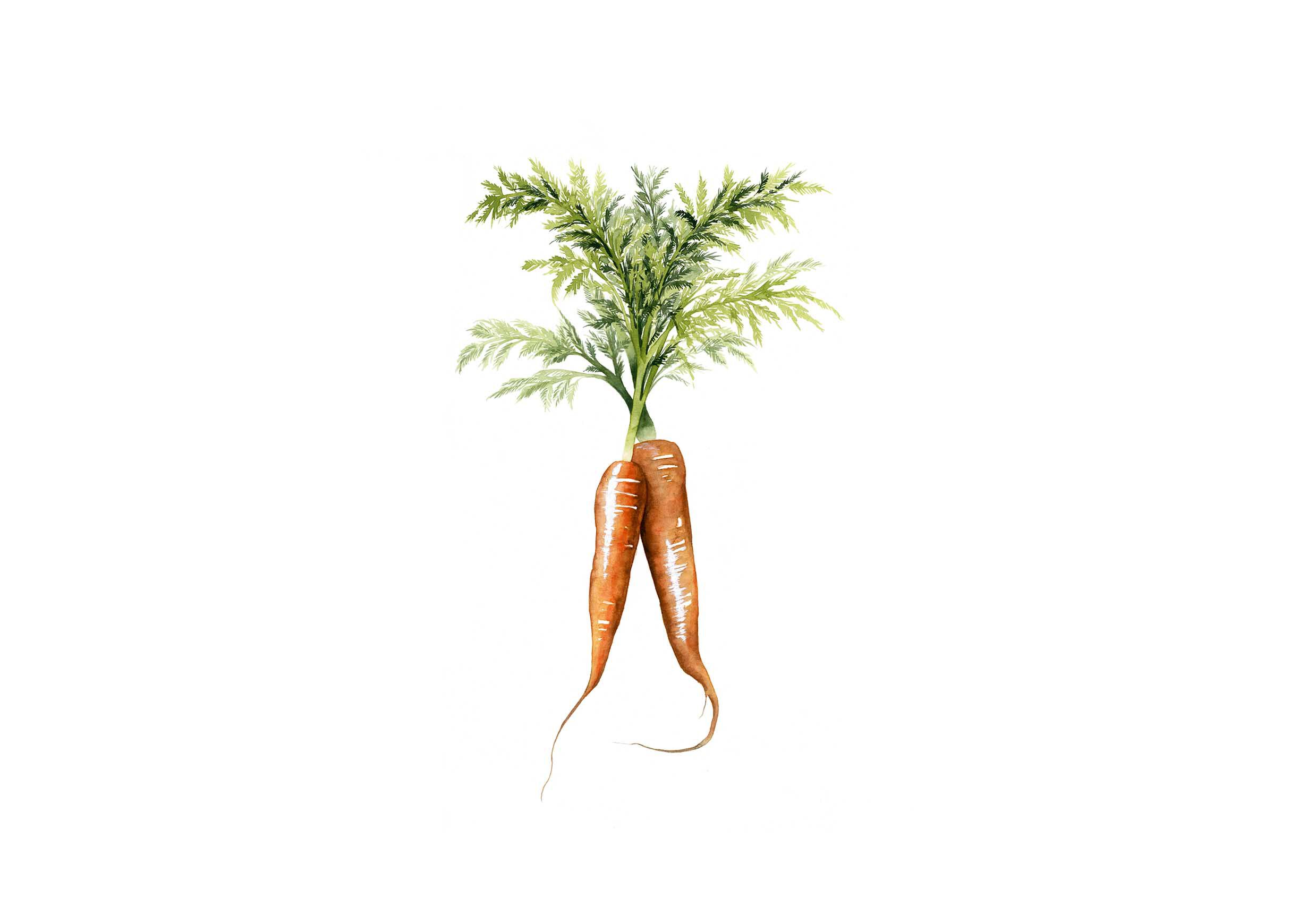 Carrot