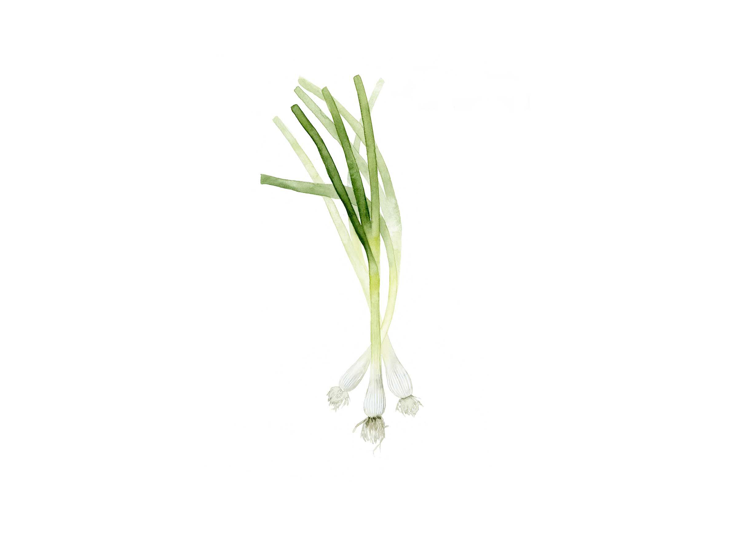 Scallion