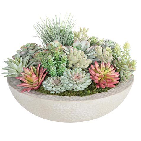 Mixed Succulents in Gray Bowl image 443776   GRN