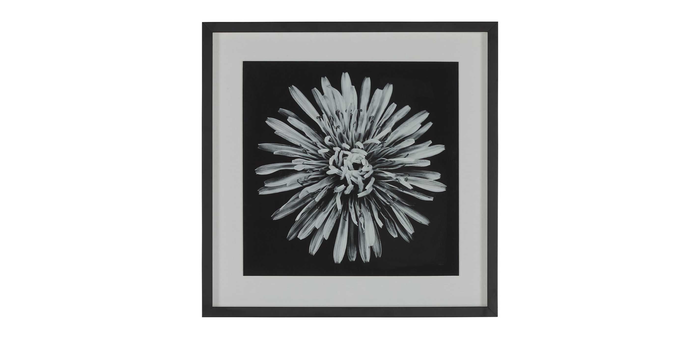 Black Botanical I
