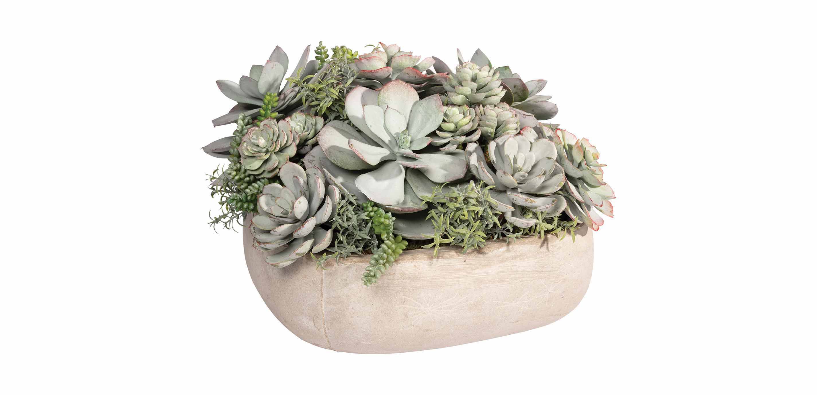 Mixed Succulents in Light Grey Cement Tray
