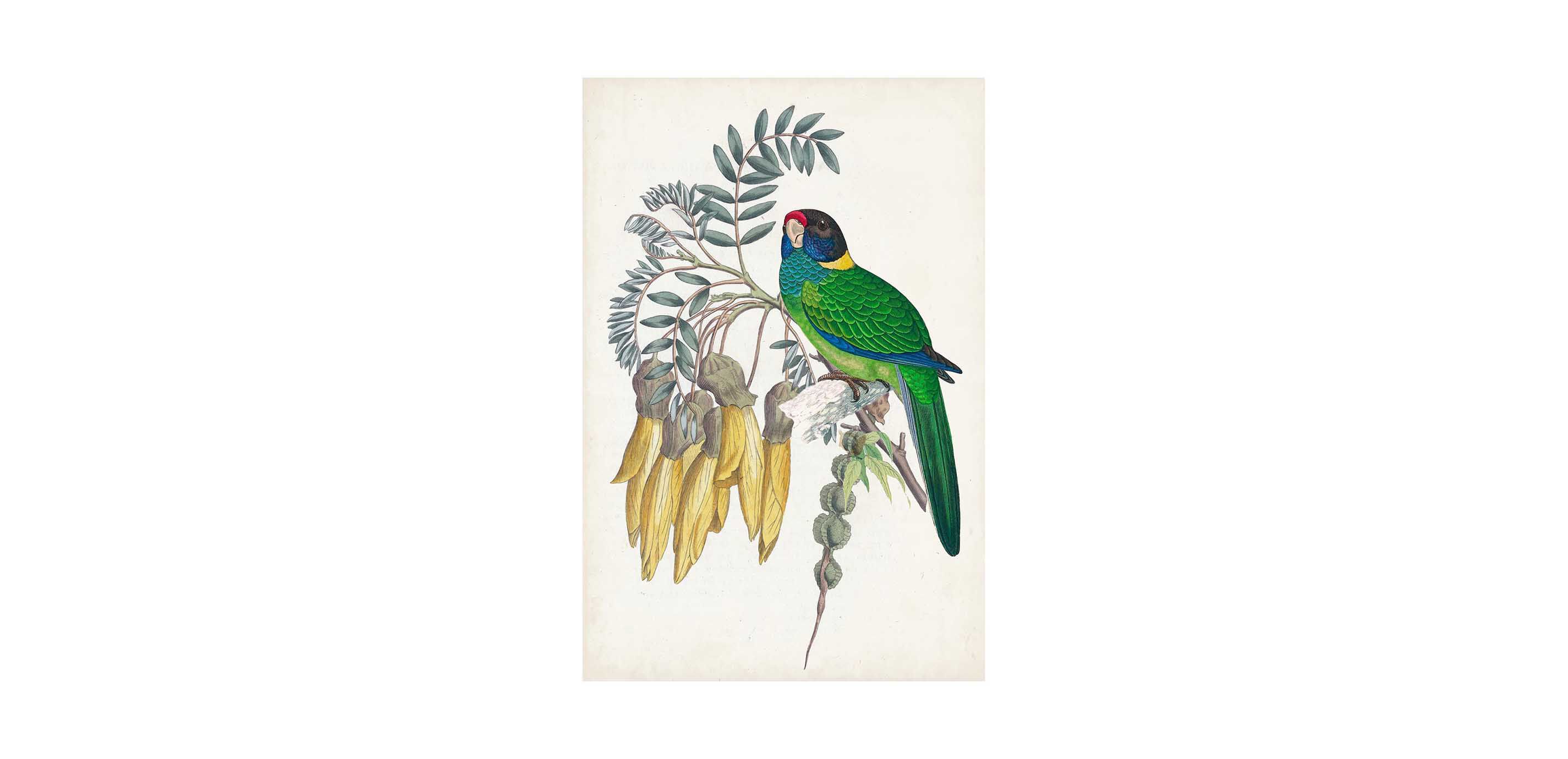 Tropical Bird & Flower II