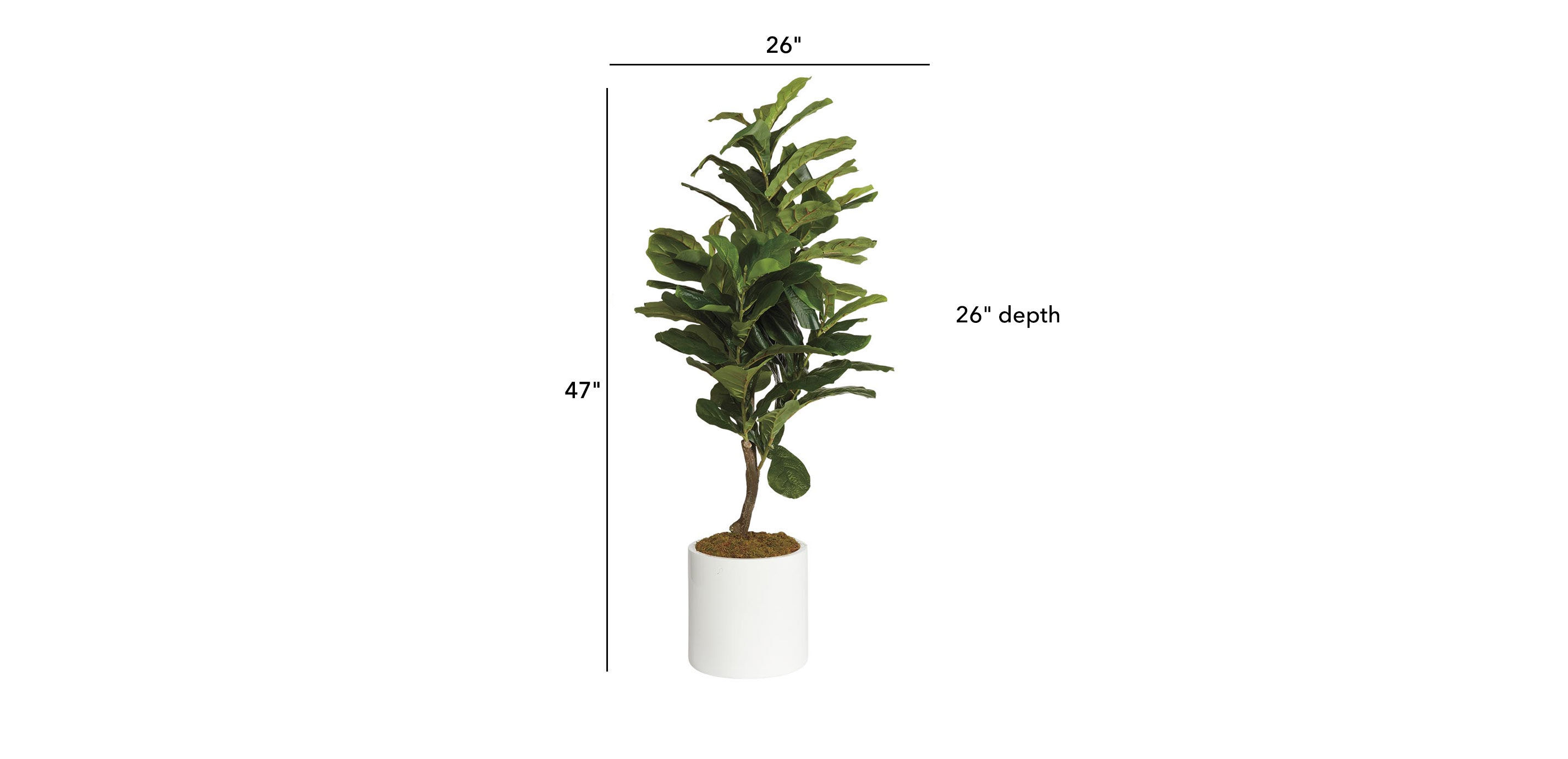Fiddle-Leaf Tree in White Pot_1