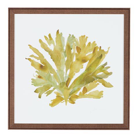 Soft Seaweed image 073261C