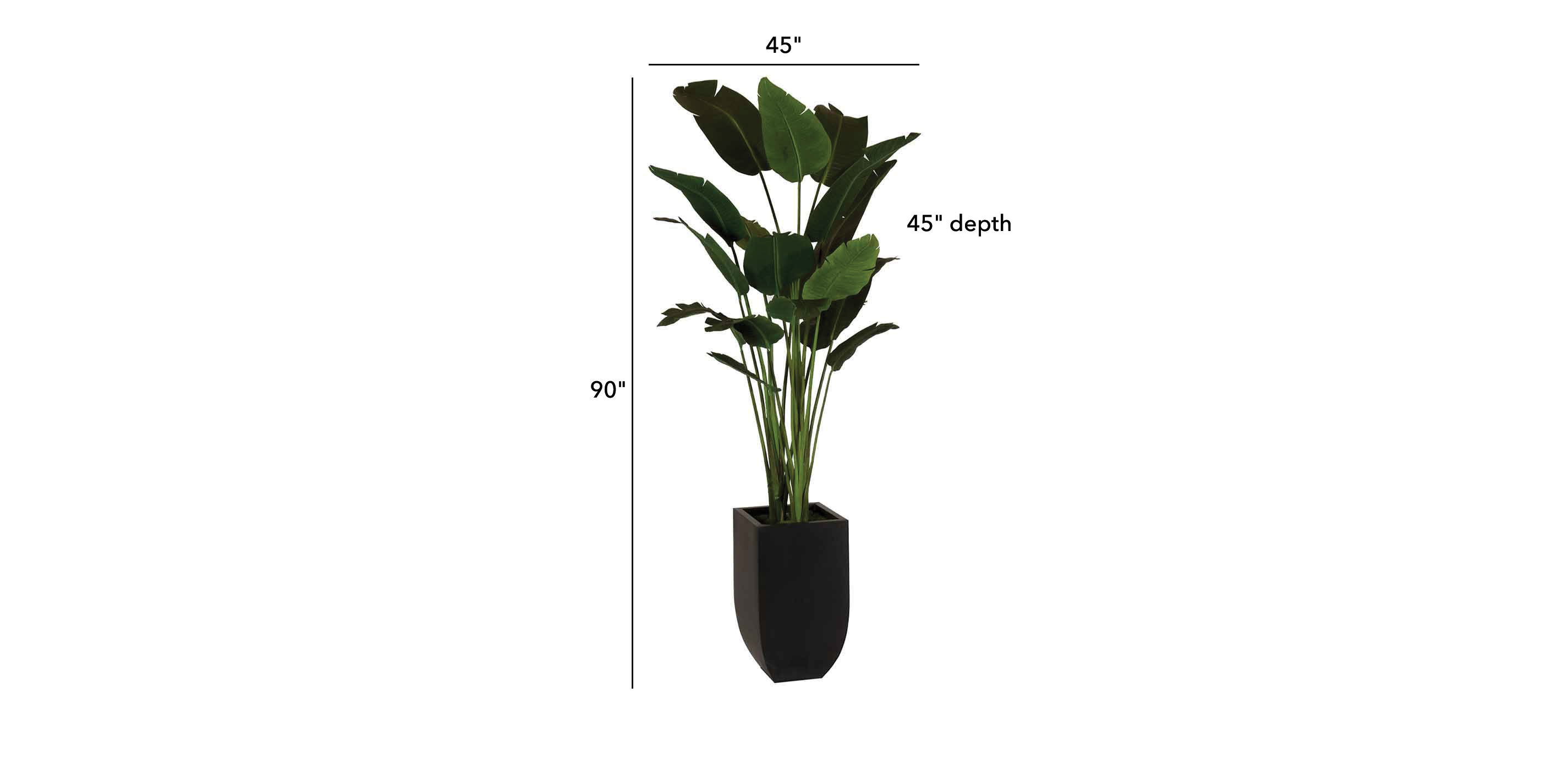 Traveler's Palm in Tapered Urn_1