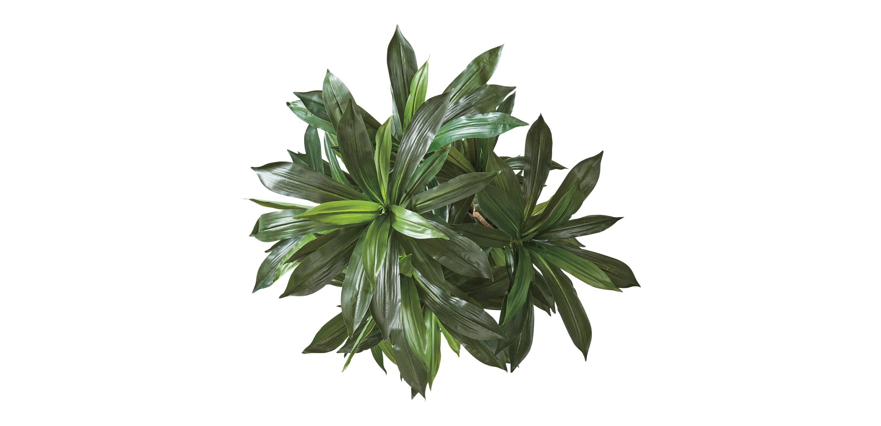 Dracaena Tree_3