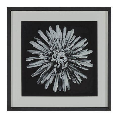 Black Botanical I image 073104A