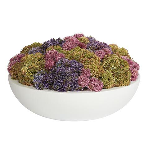 Succulents in Round White Bowl image 443734