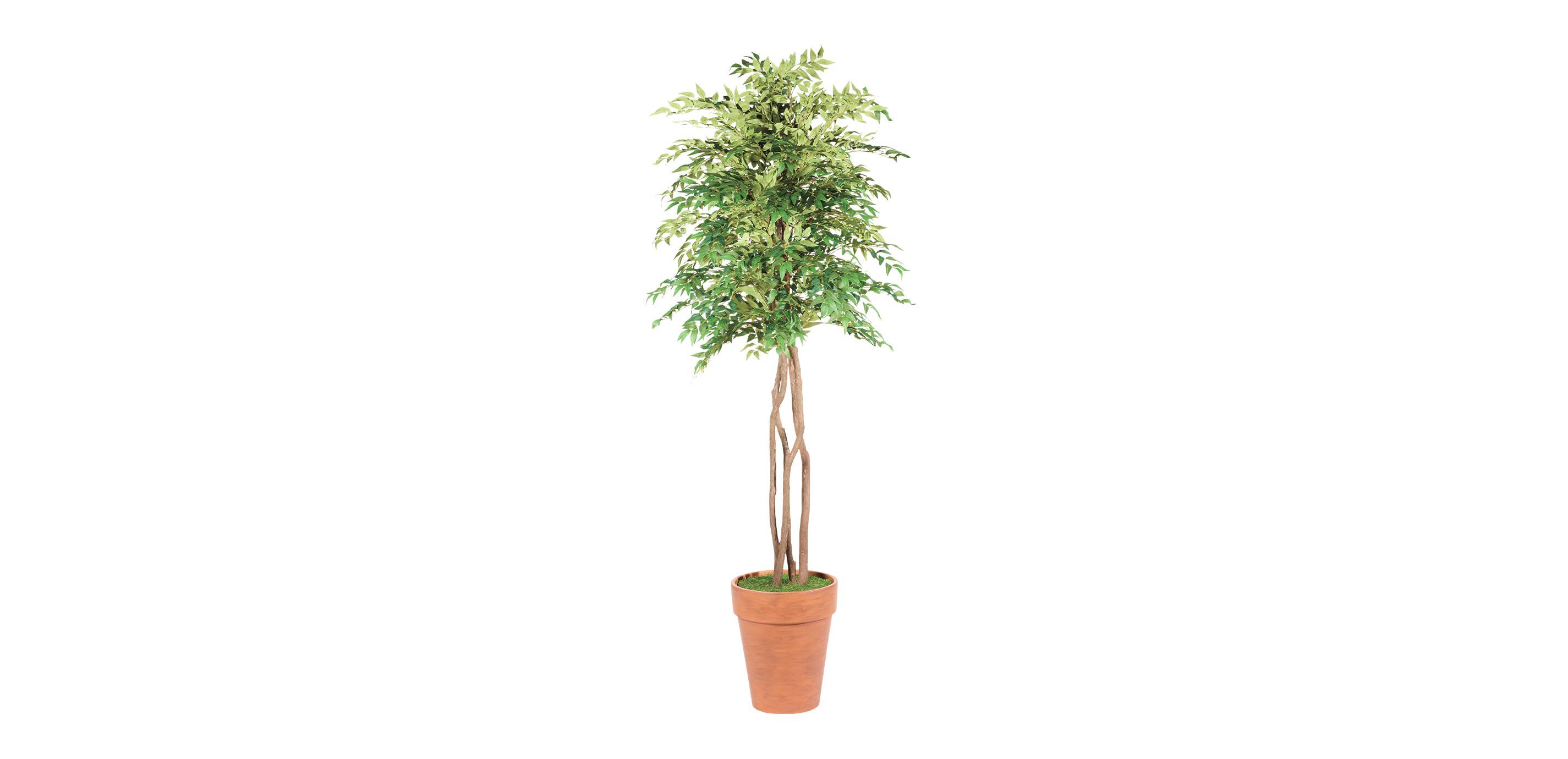 Smilax Tree in Terracotta Pot