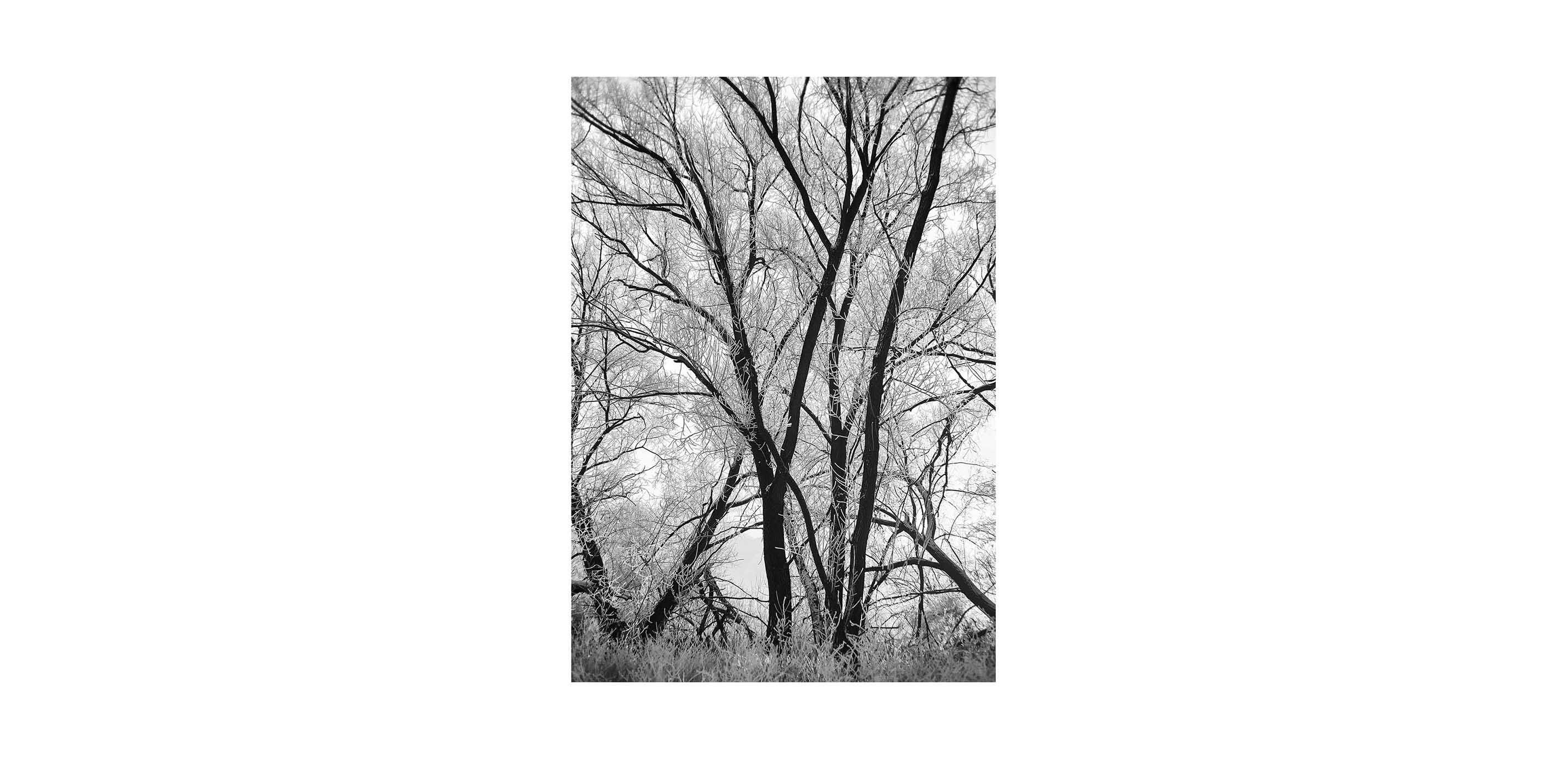 Logan's Tree II
