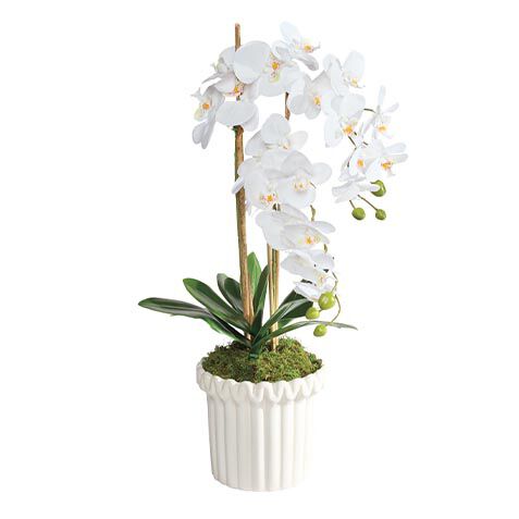 White Orchid in Fluted Pot image 443807   WHT