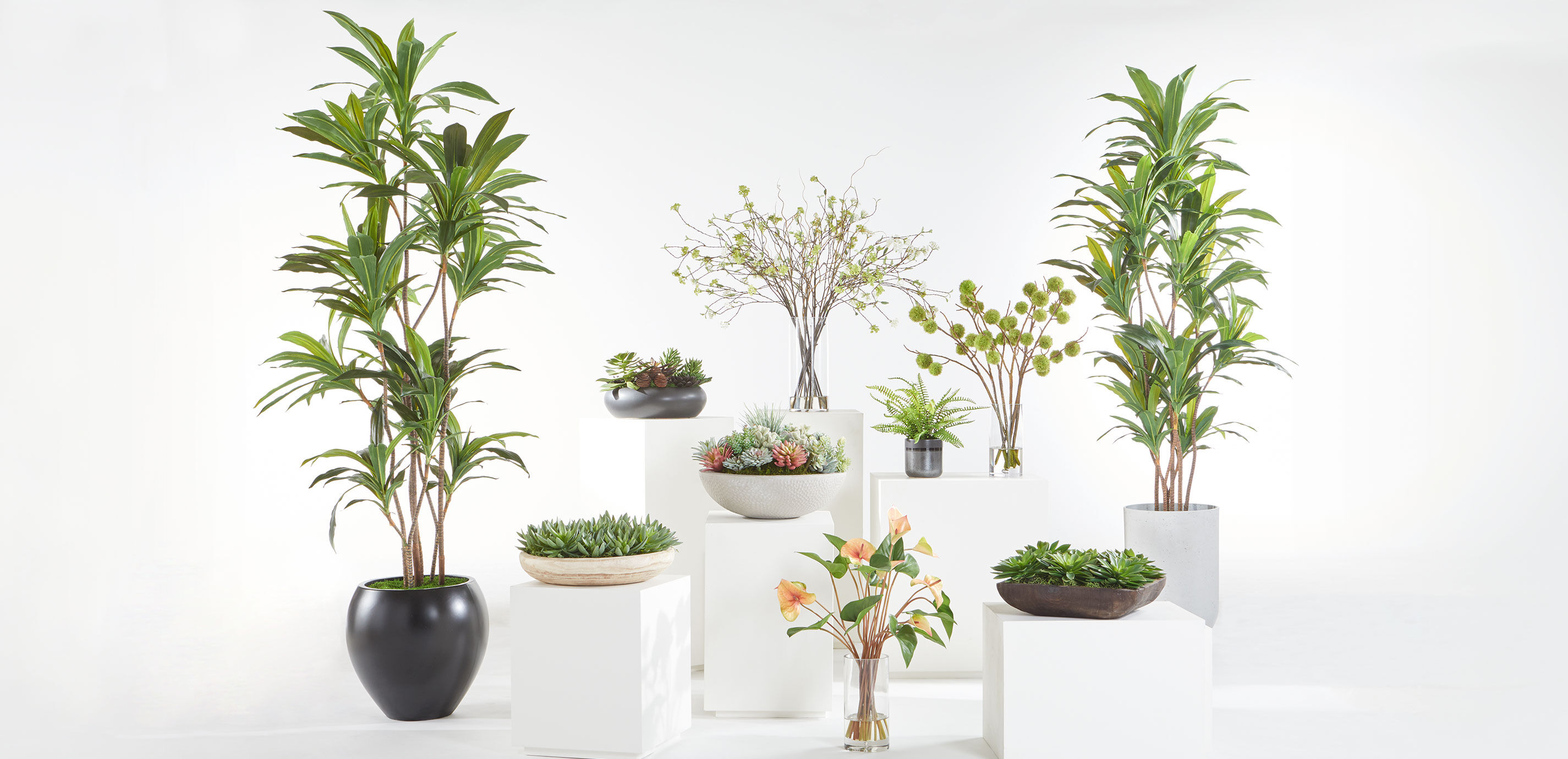 Dark Succulent Centerpiece in Black Bowl_5