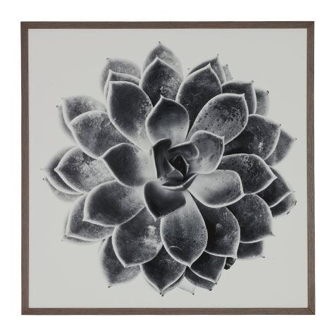 Succulent Study I image 073124A