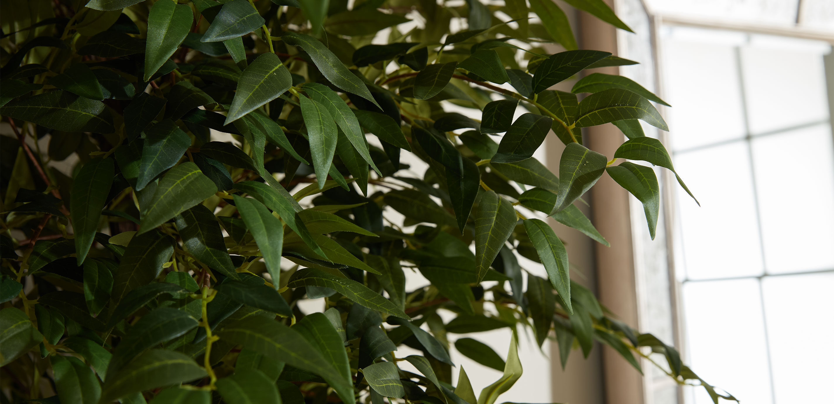 Smilax Tree in Terracotta Pot_5