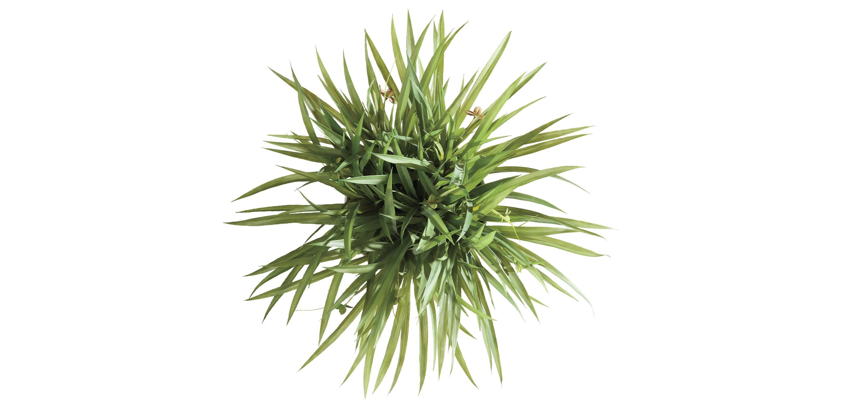 Grass in Tapered White Pot_1