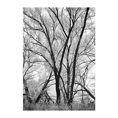Logan's Tree II image 1130272