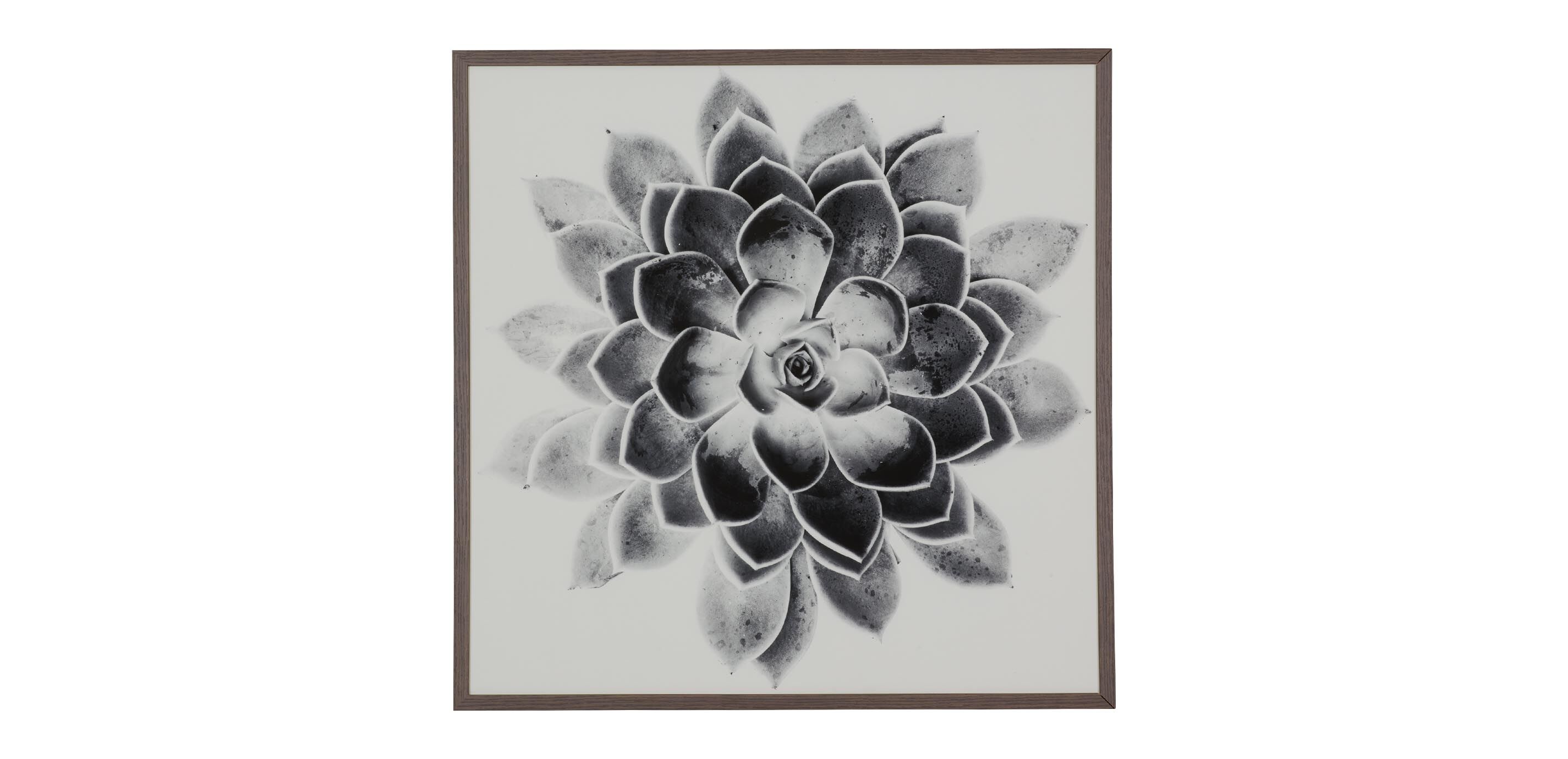 Succulent Study II
