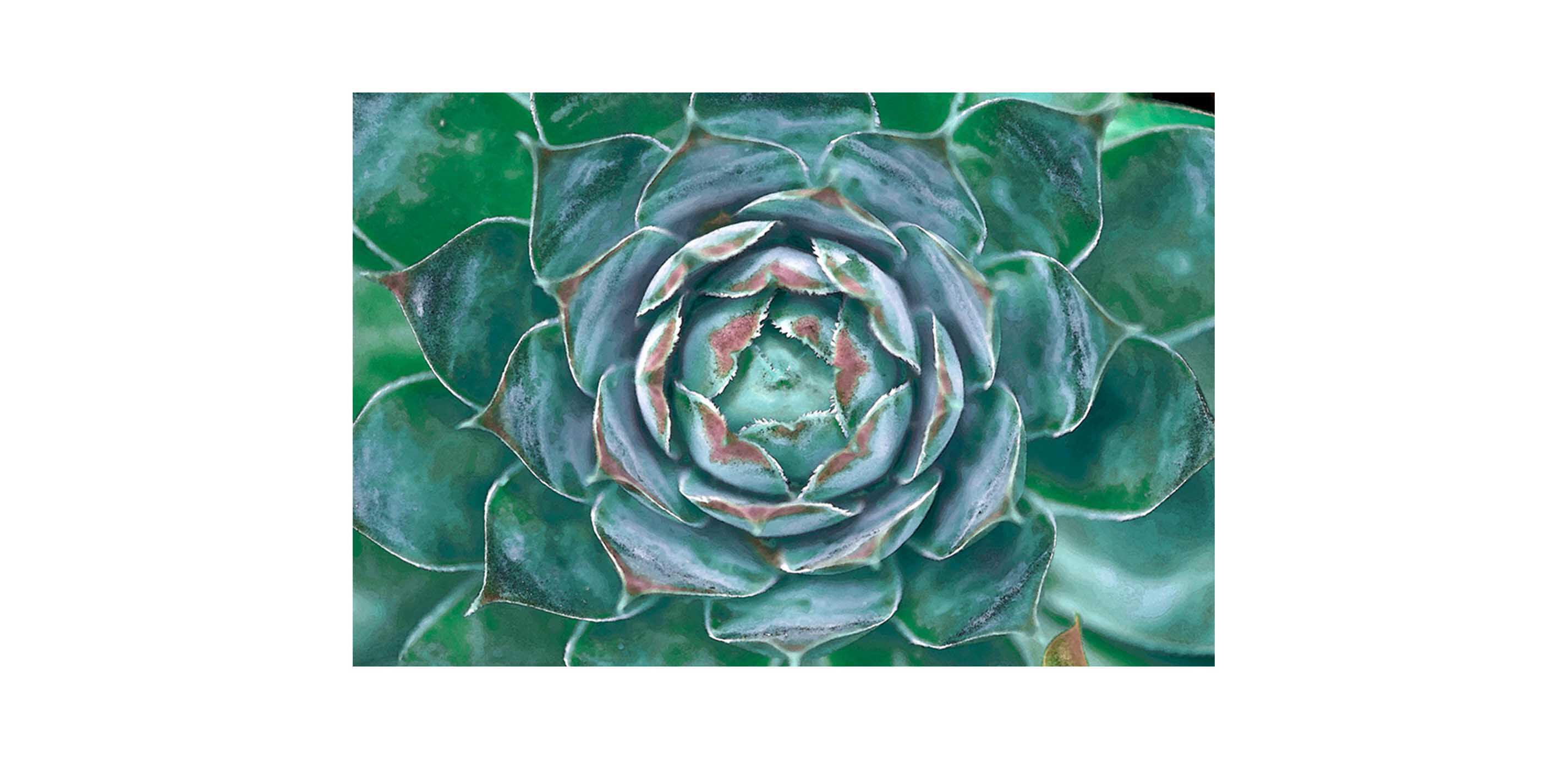 Cabbage Flower II