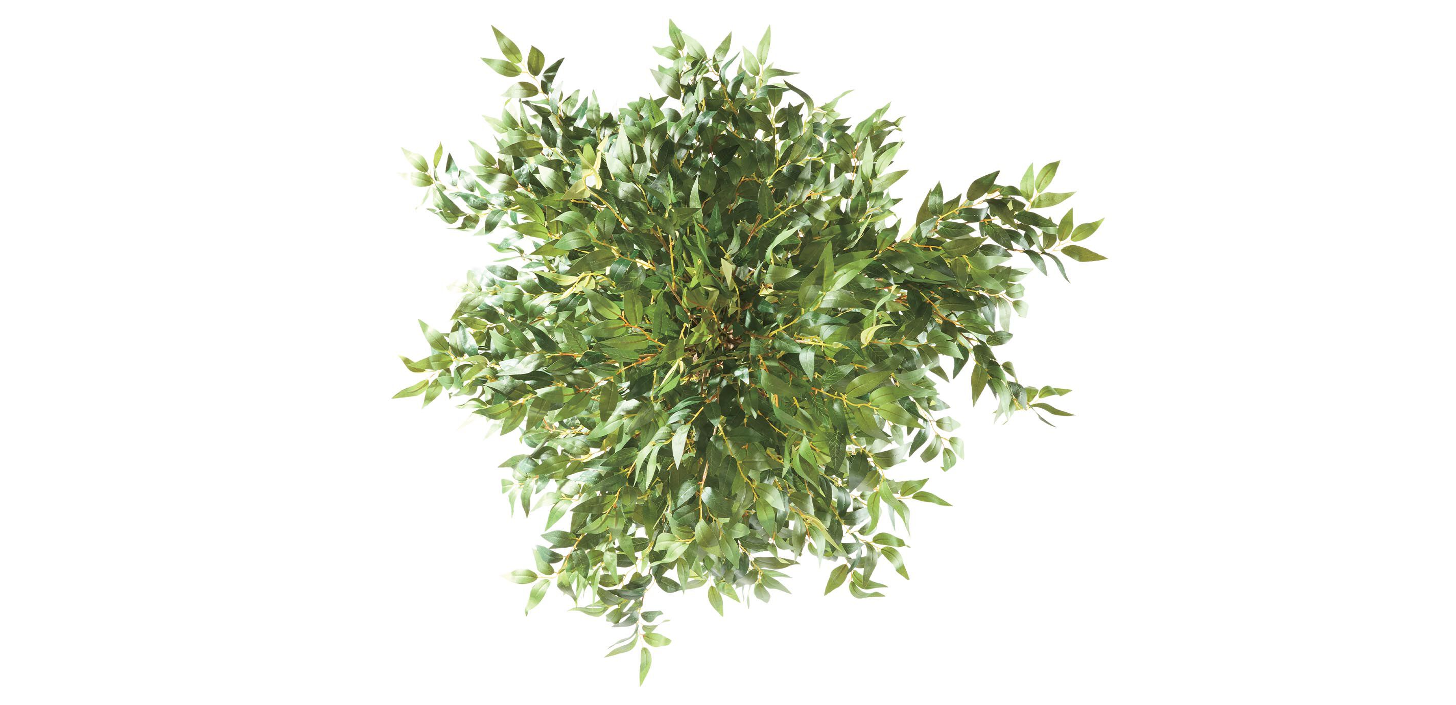 Smilax Tree in Metal Container_2