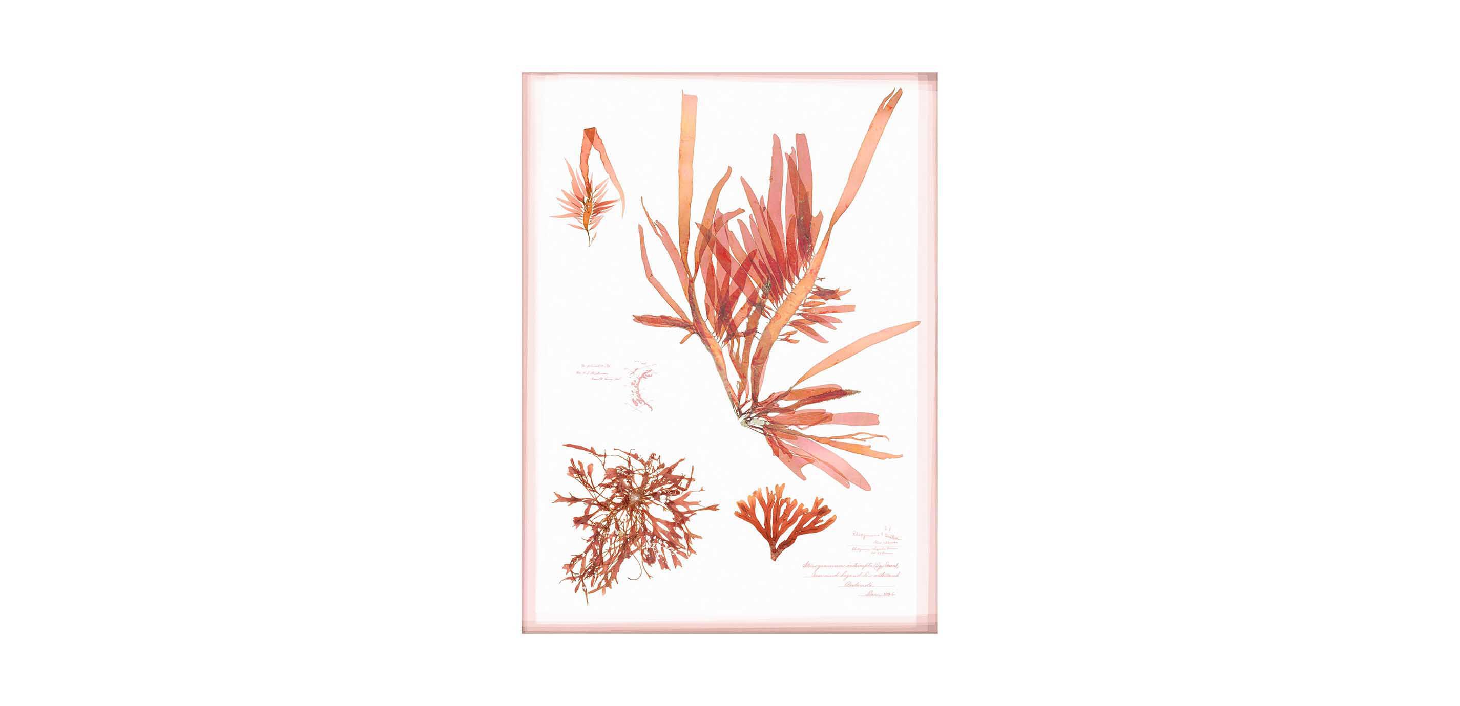 Coral Pressings II