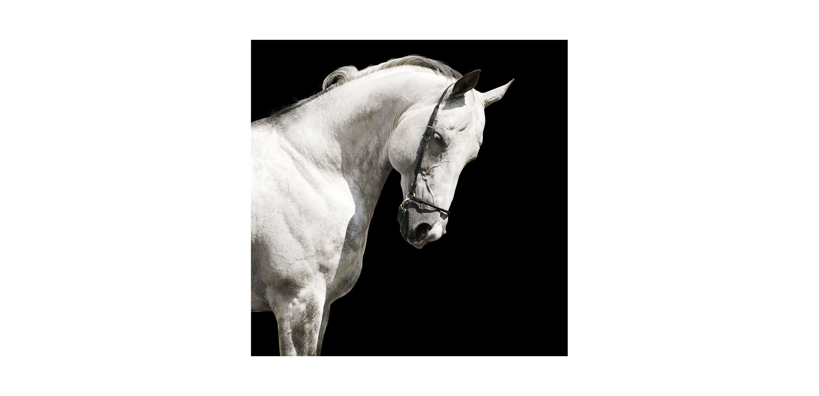 White Stallion