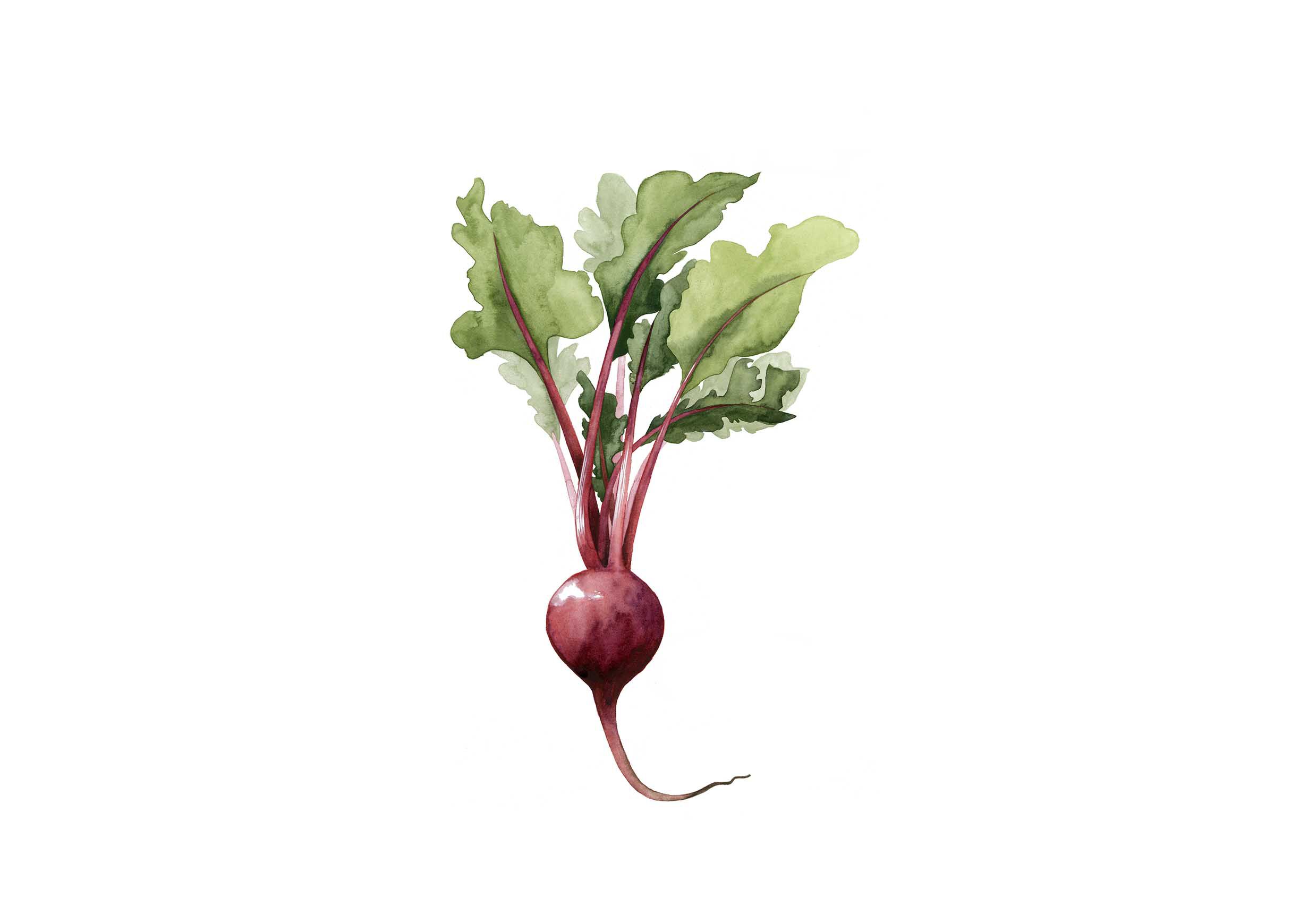 Beet
