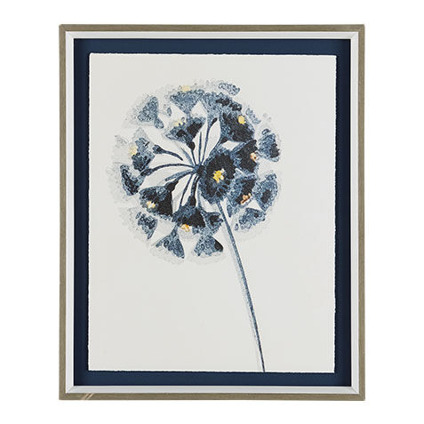 Just Dandy I image 072117A
